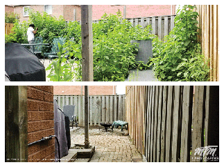 Removal of Tall Overgrown Weeds