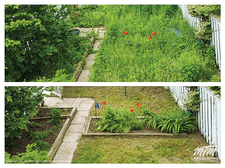 Small Overgrown Toronto Property