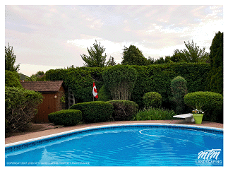 Shaping Bushes, Shrubs & Trimming Hedges