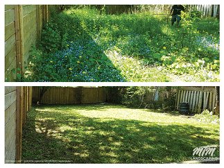 Extreme Backyard Clean Up